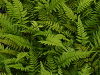 Hardy Fern Polystichum tsus-simense